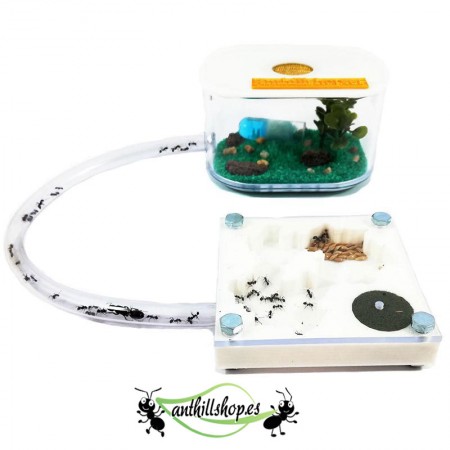 günstige 3D-Ameisenhaufen mit Futterbox 2