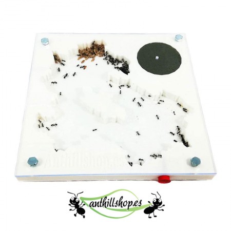【Formicai】 La schiuma 3d 10 x 10 cm è ideale per le colonie di formiche.
