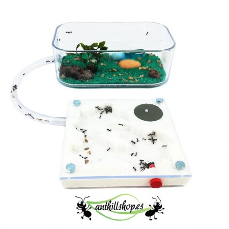 kit formicaio economico 2