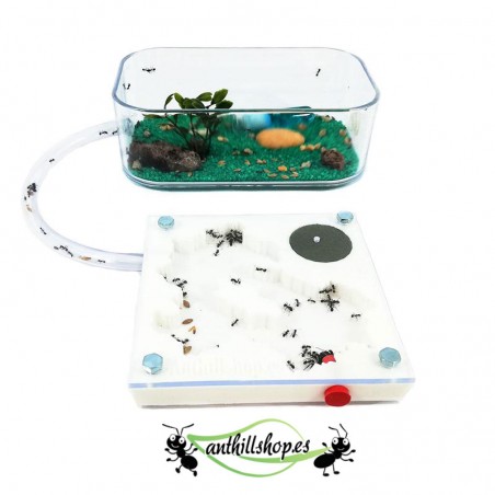 ameisen für die Ameisenhaufen enthalten