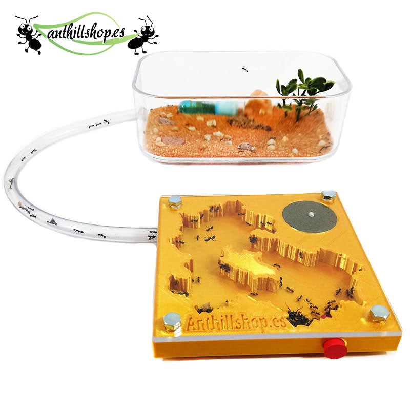 【Ameisenhaufen】 3D-Bausatz 10 x 10 cm Goldschaum für Kinder.
