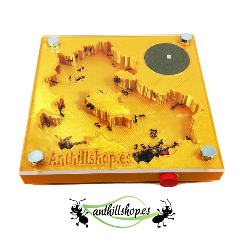 【Ameisenhaufen】 3D-Bausatz 10 x 10 cm Goldschaum für Kinder.