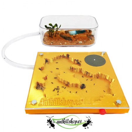 gold-Ameisenhaufen-Set 2