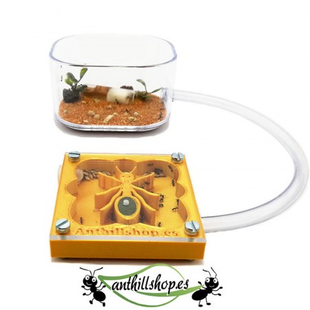 【Ameisenhaufen】 3D AMEISE 7 x 7 cm Goldschaum mit Futterbox
