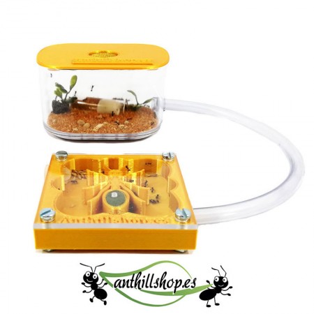 【Hormigueros】 3d HORMIGA 7 x 7 cm espuma color oro con caja de forrajeo 2