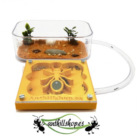 【Ameisenhaufen】 3D ANT-Kit 10 x 10 cm Goldschaum für Kinder.