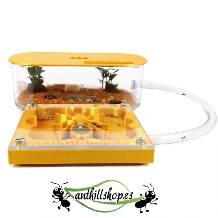 【Ameisenhaufen】 3D ANT-Kit 10 x 10 cm Goldschaum für Kinder. 2