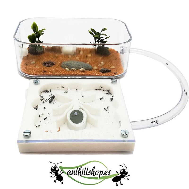 【Anthills】 3d ANT kit 10 x 10 cm white foam for children.