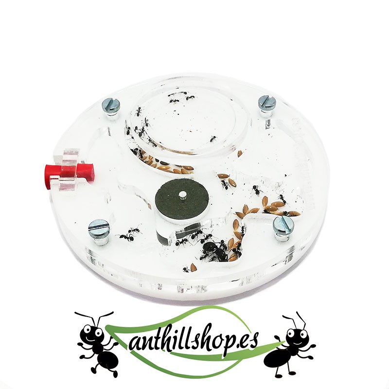 ANT HURT KIT 10 x 10 CIRCULAR ACRYLIC FOAM