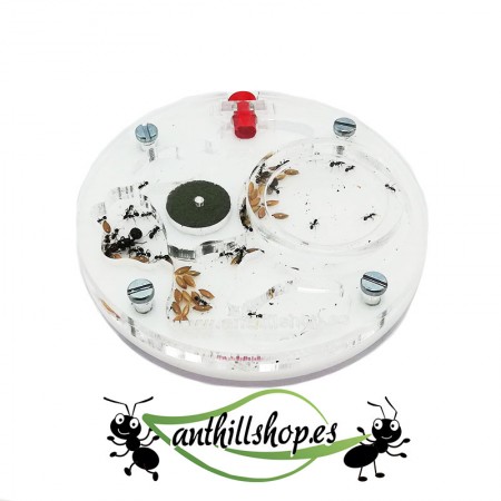 KIT ANT HURT 10 x 10 SCHIUMA ACRILICA CIRCOLARE 2