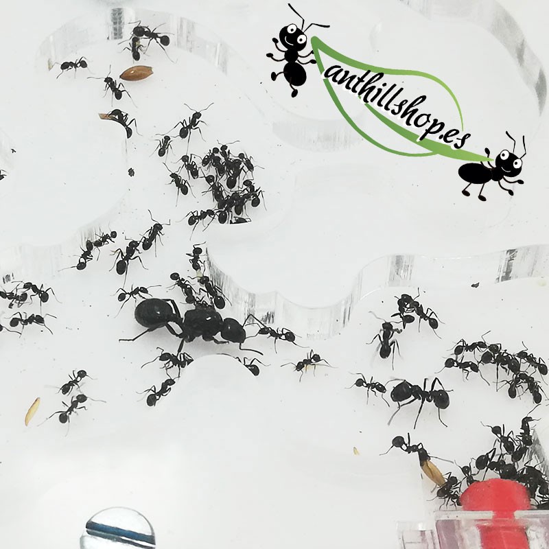 KIT ANT HURT 10 x 10 MOUSSE ACRYLIQUE CIRCULAIRE