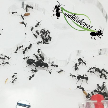 KIT ANT HURT 10 x 10 MOUSSE ACRYLIQUE CIRCULAIRE