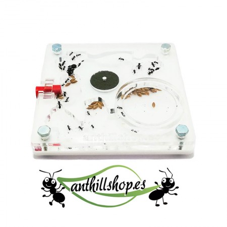 ▶ANT HOUSE 10 x 10 ESPUMA ACRÍLICA QUADRADA 2