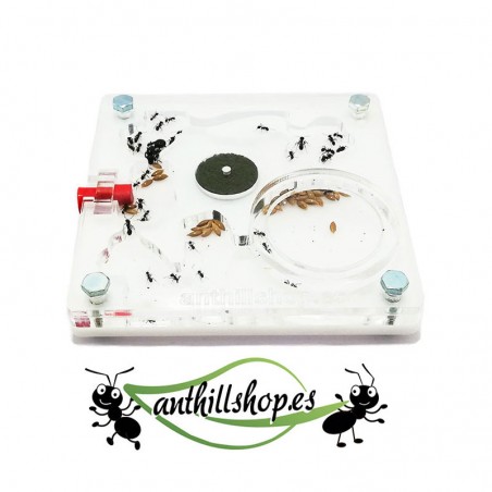 ▶ ANT HOUSE 10 x 10 QUADRATISCHER ACRYLSCHAUMSTOFF