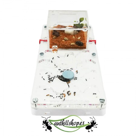 【ANT HILLS】 10 x 20 COGUMELO ACRÍLICO