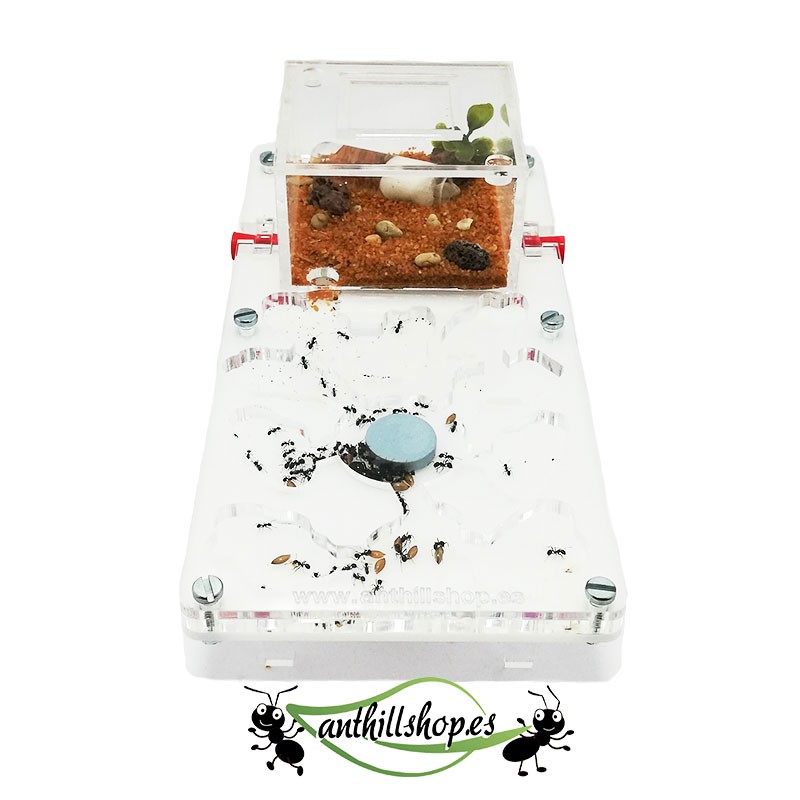 【ANT HILLS】 10 x 20 COGUMELO ACRÍLICO