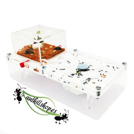 【ANT HILLS】 10 x 20 COGUMELO ACRÍLICO 2