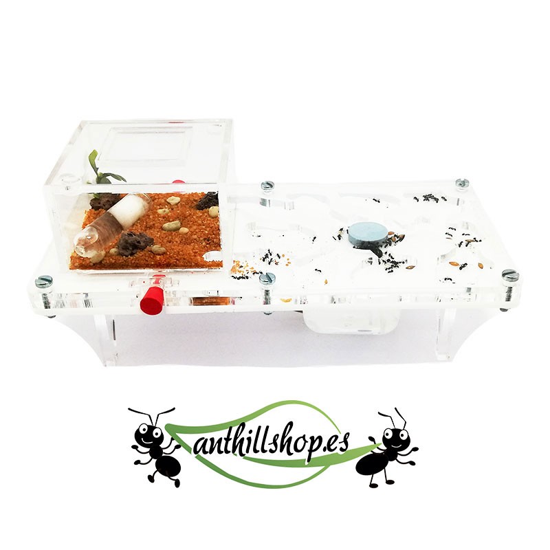 【ANTENHÜGEL】 10 x 20 ACRYLPILZ