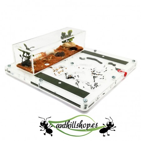 ▶ FOURMIS DE QUALITÉ 20 x 20 MOUSSE ACRYLIQUE ┃ LIVRAISON GRATUITE