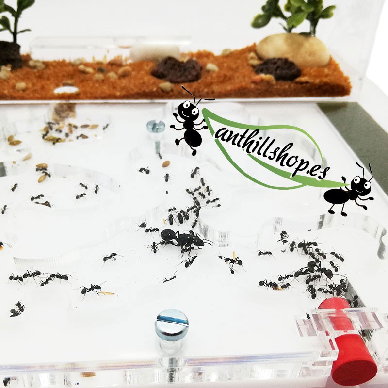 ▶ FOURMIS DE QUALITÉ 20 x 20 MOUSSE ACRYLIQUE ┃ LIVRAISON GRATUITE