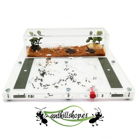 ▶ FOURMIS DE QUALITÉ 20 x 20 MOUSSE ACRYLIQUE ┃ LIVRAISON GRATUITE