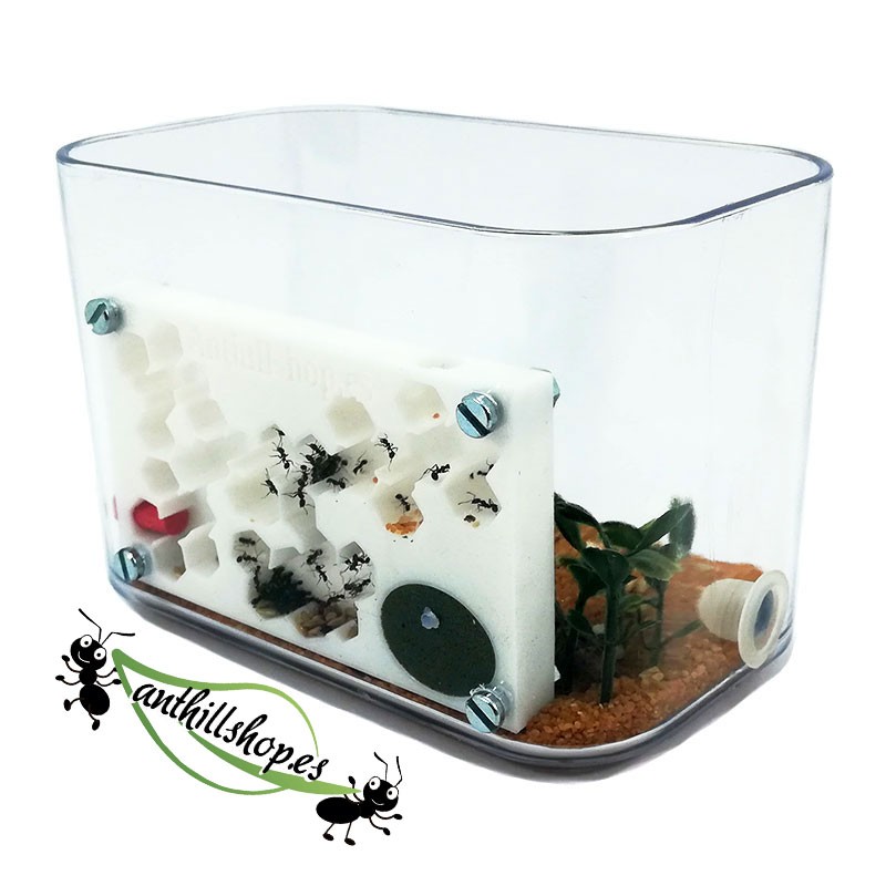 ▶ QUALITY 3D FOAM PANEL ANTS KIT┃FREE SHIPPING