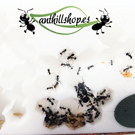 ▶ HOCHWERTIGES 3D-SCHAUMPLATTEN-ANTS-KIT┃KOSTENLOSER VERSAND