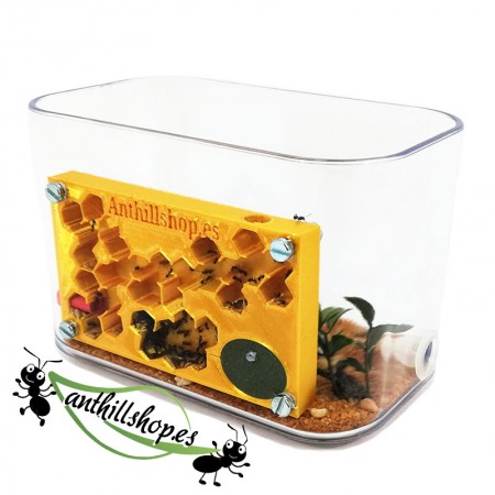 ▶ HOCHWERTIGES ANTS PANEL 3D GOLD KIT┃ KOSTENLOSER VERSAND 2