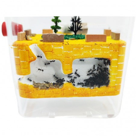 formigueiros com depósito para formigas