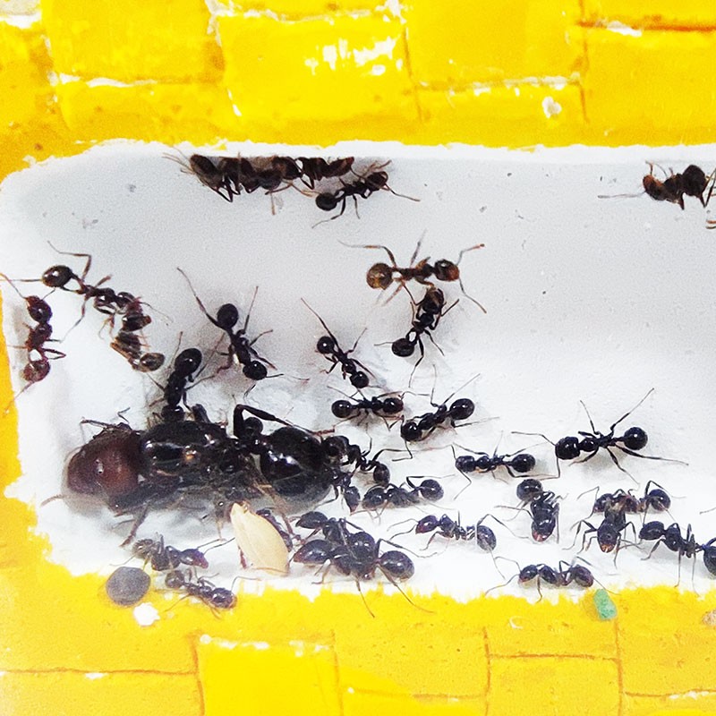 ameisen kostenlos inklusive