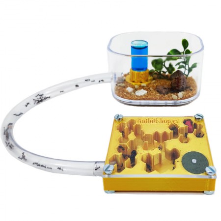 Formiguers líder a Espanya 2