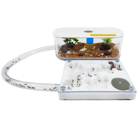 Formicaio Pannello a forma di colore bianco 3d