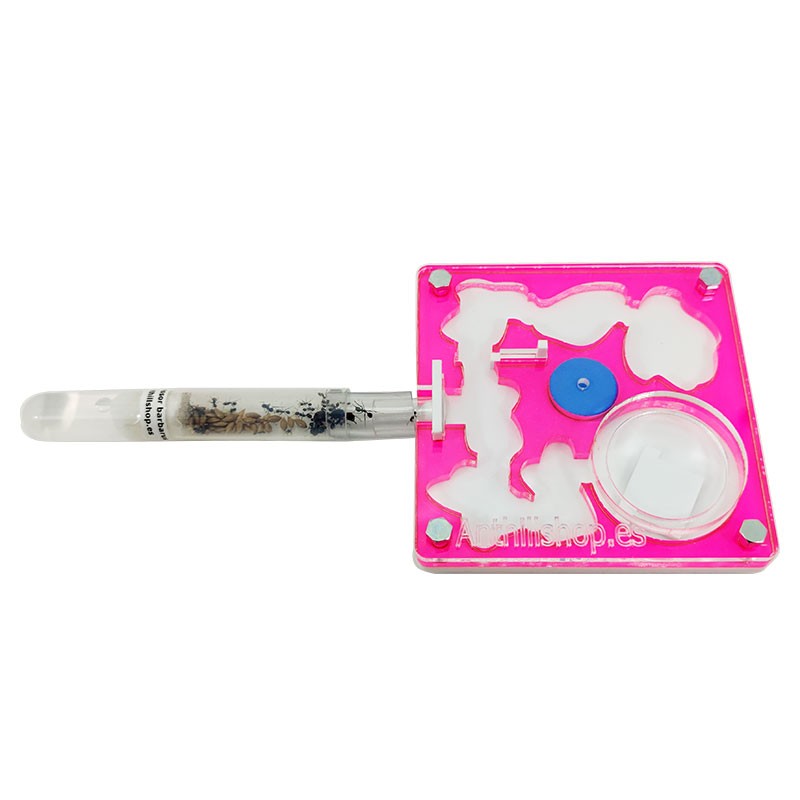 ▶COLOR ANTS, DAS PERFEKTE UND ORIGINALE GESCHENK