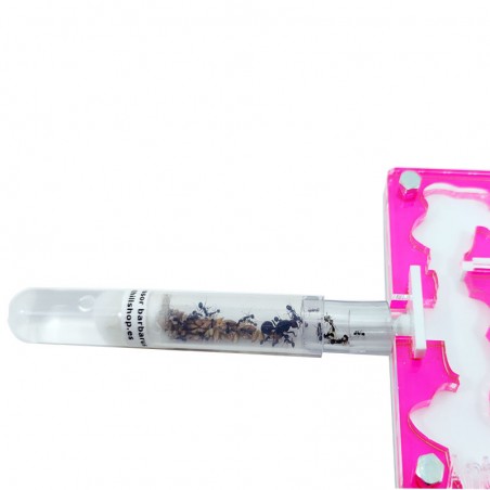 ▶COLOR ANTS, DAS PERFEKTE UND ORIGINALE GESCHENK