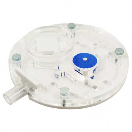 fourmilière blanche