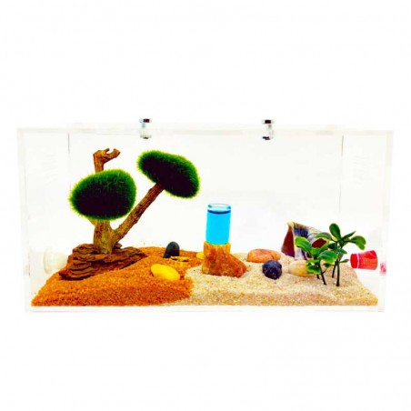 SCATOLA PER FORMICHE E FORMICHE ENORME