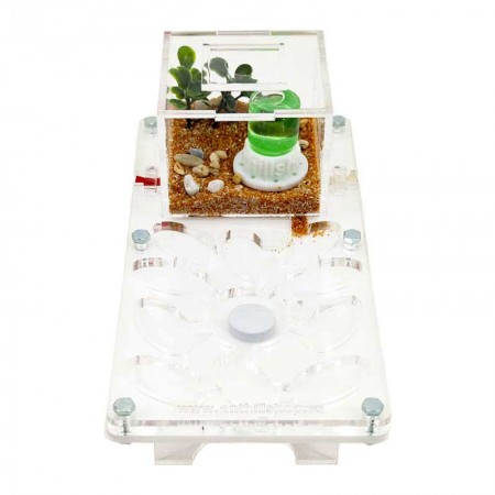 ▷Cheap Anthills 10 X 20 MUSHROOM with Foraging Box, (Oval Galleries)