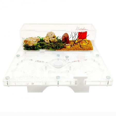 Kit Formigueiro 20x20 Cogumelo Presente Original 2