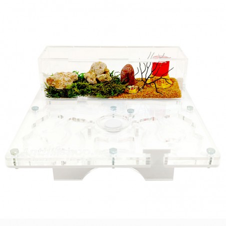 Ameisenhaufen Kit 20x20 Pilz Originelles Geschenk