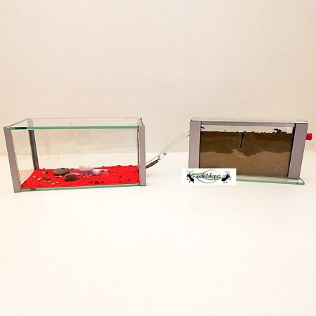 Kit ninho de formiga sanduíche com caixa forrageira de vidro