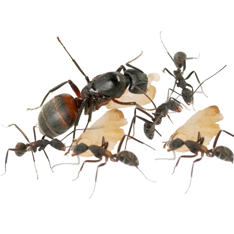 Colonia de Camponotus cruentatus para todo tipo de hormigueros y juegos educativo.