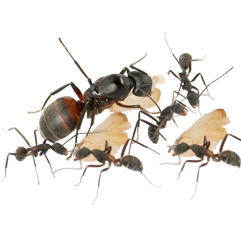 Camponotus cruentatus colonie pour toutes sortes de fourmilières et jeux éducatifs.