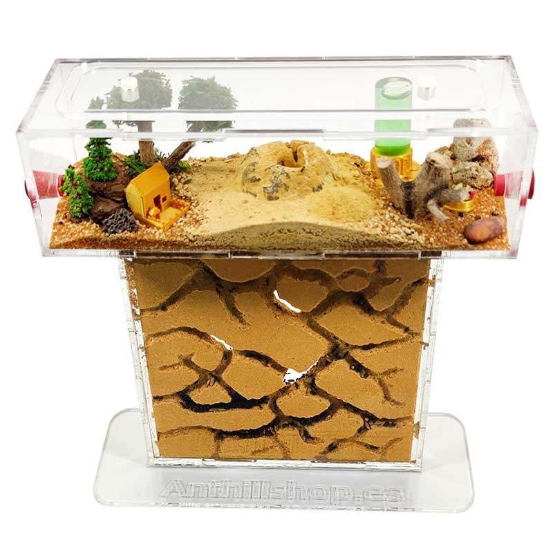 hormiguero arena natural con hormigas