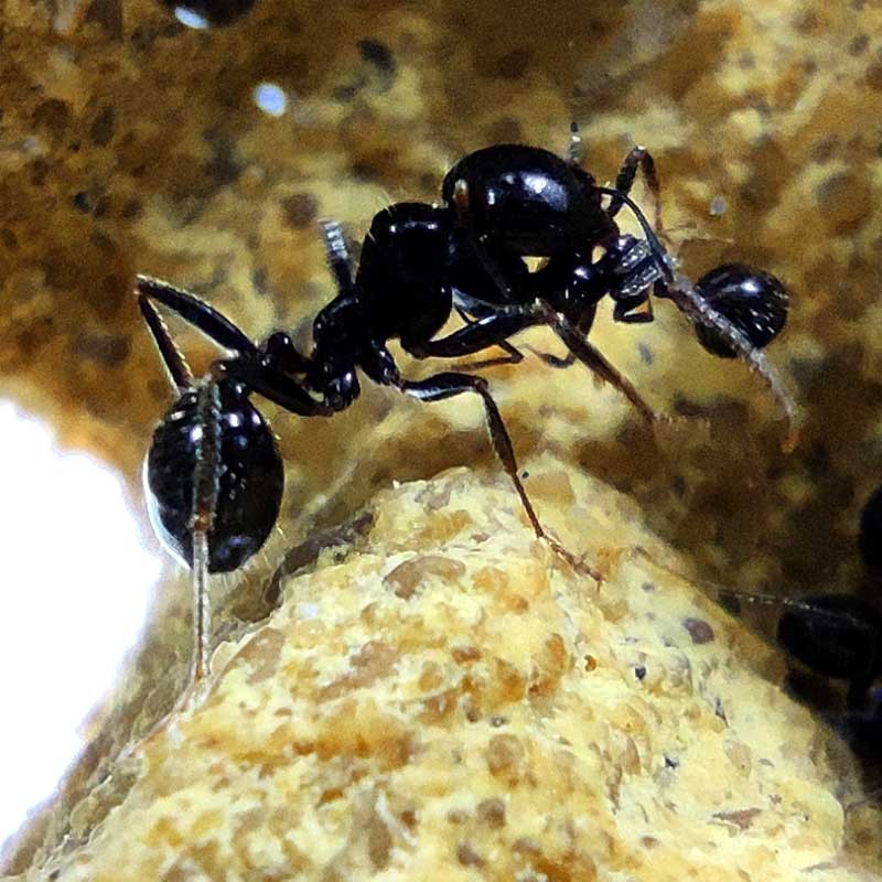 ouvrières (fourmis)