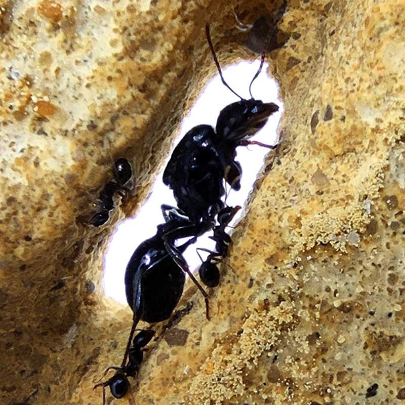 ▷Kit【Hormiguero】T-pequeño arena acrílico