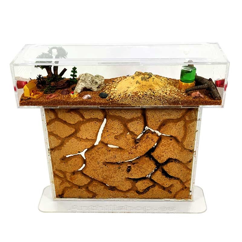 futterbox mit Ameisen