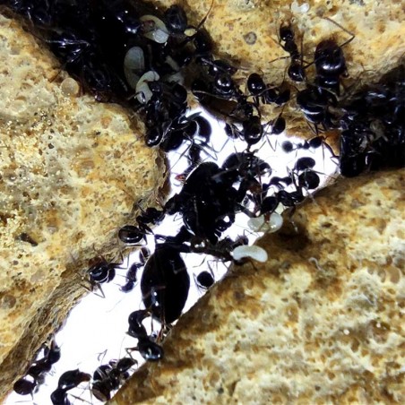 fourmis dans la fourmilière de sable