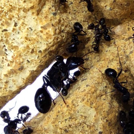 reine et fourmis ouvrières