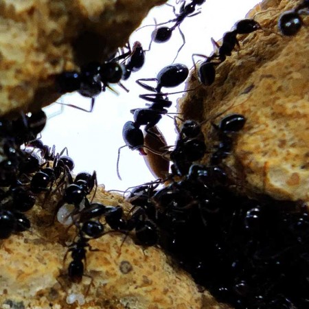 obreras con comidas (hormigas)
