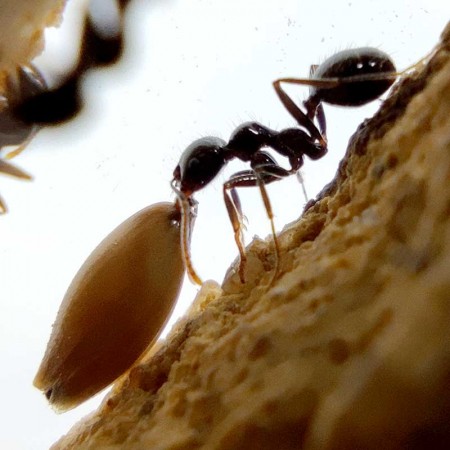 ameisenhaufen aus natürlichem Sand 2